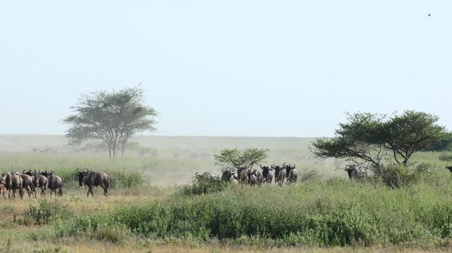 Wide shot a large herd of wildebeest migrating through the Masai Mara.