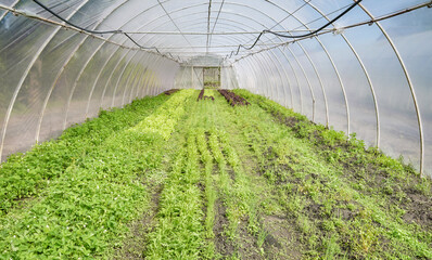 Organic vegetable growing in a plastic tunnel.