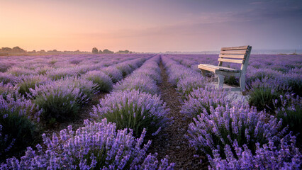 Fototapeta premium Lavender field sunrise with wooden bench on tranquil horizon at dawn