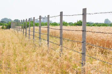 Barbed wire in nature as a background, wheat , A large fence with rows of barbed wire in a field, Concrete pole with wire fencing around rice field for protection Barbed wire fence with burred image