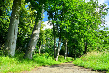 Parklandschaft im Sommer, Schwielowsee Potsdam Mittelmark