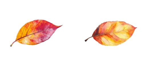 Autumn leaves, detailed vein structure, red, yellow foliage, cut out transparent