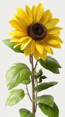 Naklejka premium A vibrant sunflower in full bloom showcasing its bright yellow petals and green leaves
