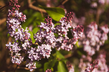 Beautiful purple lilac flowers in the garden on sunny day. Floral horizontal background. Seasonal spring flowers