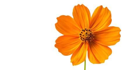 Vibrant Isolated Orange Cosmos Flower on White Background