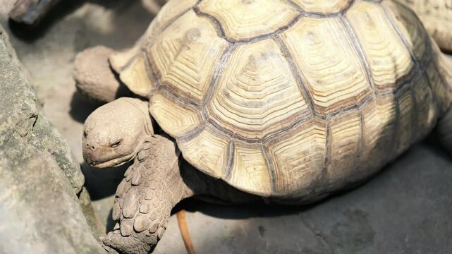 Footage of African spurred tortoise