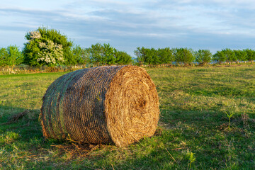 hay bales in the field