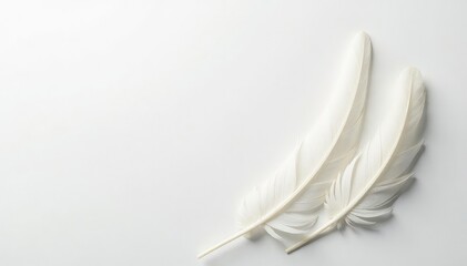 White feathers softly arranged against bright white , pure, airy, backdrop