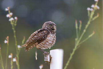 Burrowing owl (Athene cunicularia) pooping in Cape Coral, Florida