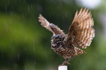 Burrowing owl (Athene cunicularia) in the rain in Cape Coral, Florida