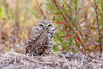 Burrowing owl (Athene cunicularia) in Cape Coral, Florida