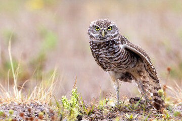 Burrowing owl (Athene cunicularia) in Cape Coral, Florida