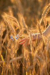 wheat field and hands with ears of wheat and cornflowers © Jane