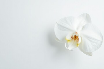 Obraz premium Delicate white orchid blossom against pure white backdrop, flora, peaceful, bloom