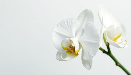 Fototapeta premium Delicate white orchid blossom, pristine petals against pure white backdrop, design, elegant