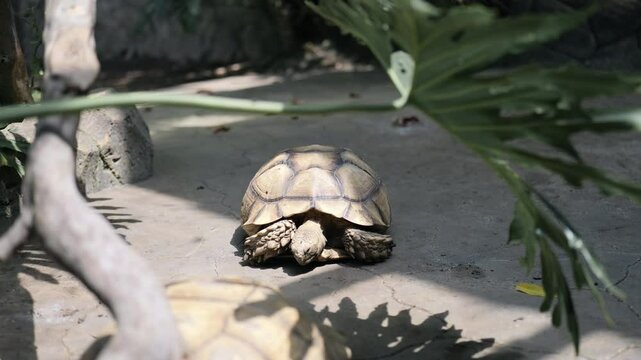 Footage of African spurred tortoise under the trees