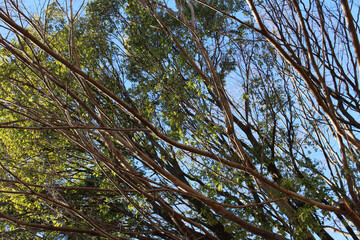 Bare trees and trees with green leaves in early spring background. Leafless trees and trees with foliage in a natural forest.