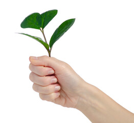 Hands holding sapling isolated on white background