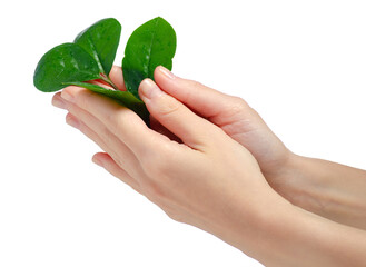 Hands holding sapling