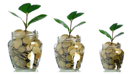 sapling plant in jar coins isolated