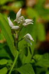 早春の野原に咲く白いキンランの花