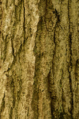 樹皮に擬態した木肌