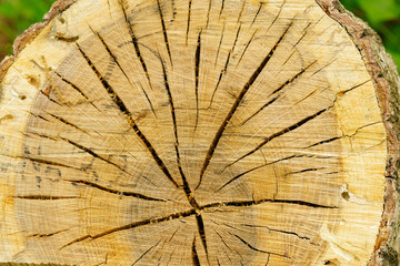 伐採された木の年輪模様