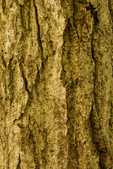 樹皮に擬態した木肌