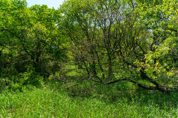 晴れた日の森林公園