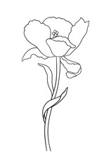 Tulip in black outline. Beautiful sketch flower with leaves, spring decor. Drawing element of minimal style for Easter, Mother Day, Canadian Tulip Festival. Vector illustration