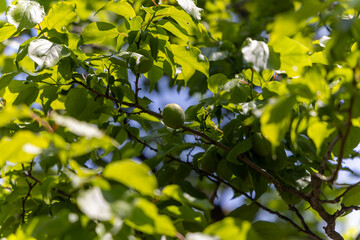 都心散歩　育ち始めた梅の実