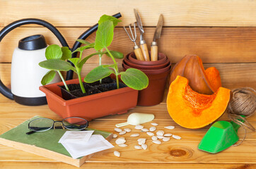 Rustic still life with fresh pumpkin seedlings and seeds. Kitchen garden spring works. Seeds, pieces of pumpkin, watering can, spatulas, pots and book of growing plants on wooden background