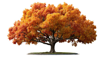 autumn tree isolated