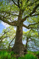 Large oak tree with bright green leaves under blue sky.