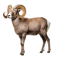 Obraz premium Bighorn Sheep isolated on white or transparent background