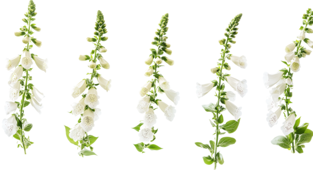 Vertical rows of foxglove flowers, colorful foxglove flowers, arranged vertically and hanging, the beauty of vertical foxglove flowers, foxglove flowers of different colors, on a transparent backgroun
