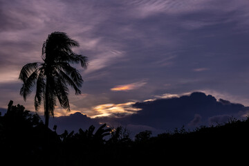 Silhouette of a palm tree against a dramatic sunset sky