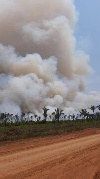 fuma&ccedil;a de queimada em L&aacute;brea, Amazonas, &agrave;s margens da rodovia transamaz&ocirc;nica (BR-230)