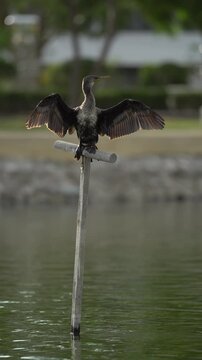 The Indian cormorant or Indian shag (Phalacrocorax fuscicollis) on natural background. Free space for text. Beautiful bird.