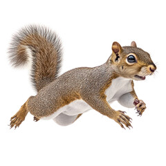 Obraz premium Squirrel isolated on white or transparent background
