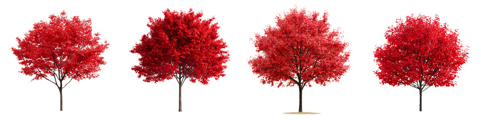 Vibrant red autumn maple trees in full bloom