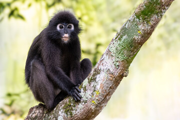 Curious Dusky Leaf Monkey (also known as Spectacled Langur) Perched on a Mossy Tree Branch in Langkawi Forest