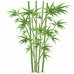 Obraz premium Bamboo tree isolated 