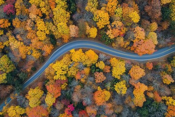 A winding road through the fall foliage of West Virginia, USA, with colorful trees and leaves on both sides. The yellow lines in the center paint an elegant curve that contrasts against nature's vibra