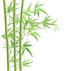 Bamboo tree vector illustration 