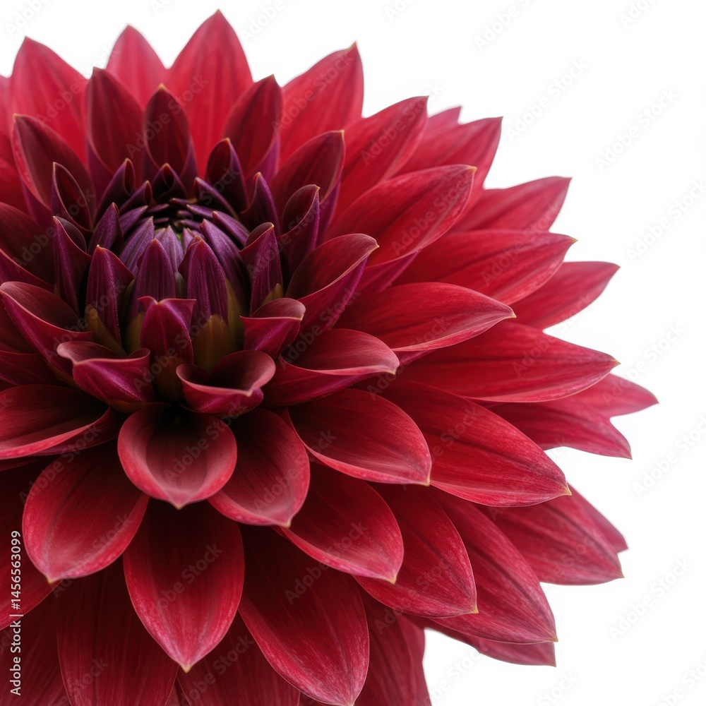 Poster a close up of a red dahlia flower with many petals on a white background in a studio setting