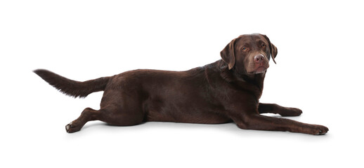 Cute dog on white background. Lovely pet