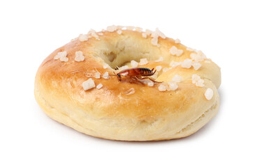 Cockroach crawling on salted pretzel against white background