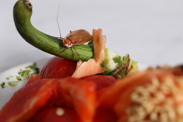 Cockroach crawling on food leftovers on table, closeup