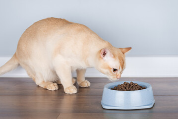 Burmese cat eating dry food from a bowl.